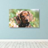 Tan Miniture Dachshund Canvas Afdruk (Insitu (Houten vloer))