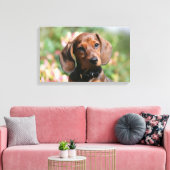 Tan Miniture Dachshund Canvas Afdruk (Insitu (Woonkamer))