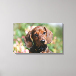 Tan Miniture Dachshund Canvas Afdruk