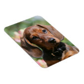 Tan Miniture Dachshund Magneet (Rechterzijde)