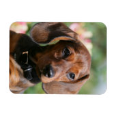 Tan Miniture Dachshund Magneet (Horizontaal)