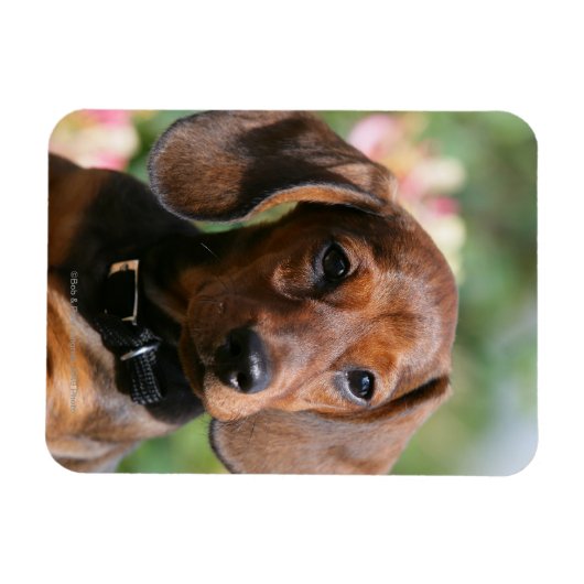 Tan Miniture Dachshund Magneet (Horizontaal)