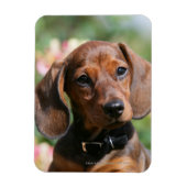 Tan Miniture Dachshund Magneet (Verticaal)