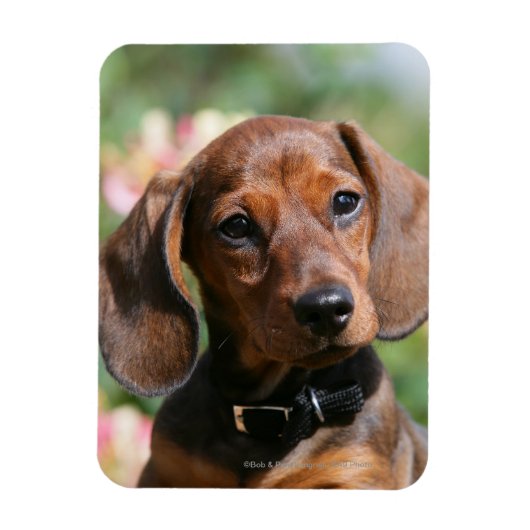 Tan Miniture Dachshund Magneet (Verticaal)