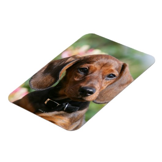 Tan Miniture Dachshund Magneet (Linkerzijde)