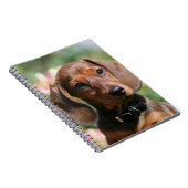 Tan Miniture Dachshund Notitieboek (Rechterzijde)