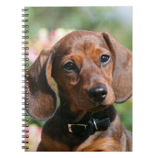 Tan Miniture Dachshund Notitieboek (Voorkant)