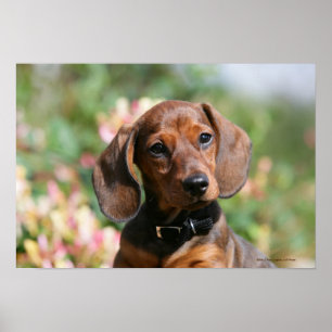 Tan Miniture Dachshund Poster