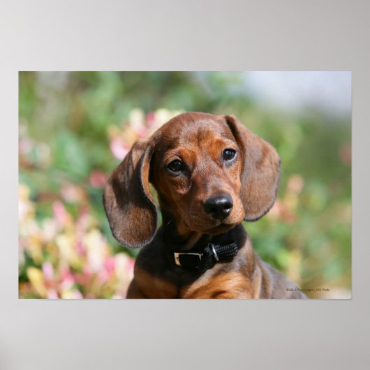 Tan Miniture Dachshund Poster (Voorkant)