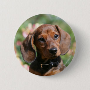 Tan Miniture Dachshund Ronde Button 5,7 Cm