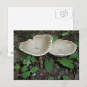 Tan Mushroom Briefkaart (Voorkant / Achterkant)