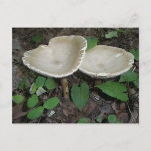 Tan Mushroom Briefkaart