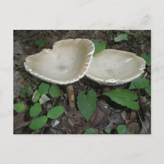 Tan Mushroom Briefkaart (Voorkant)