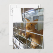 Tan Rabbit Briefkaart (Voorkant / Achterkant)