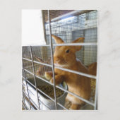 Tan Rabbit Briefkaart (Voorkant)