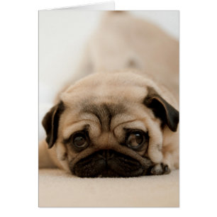 Tan Vrouw Pug