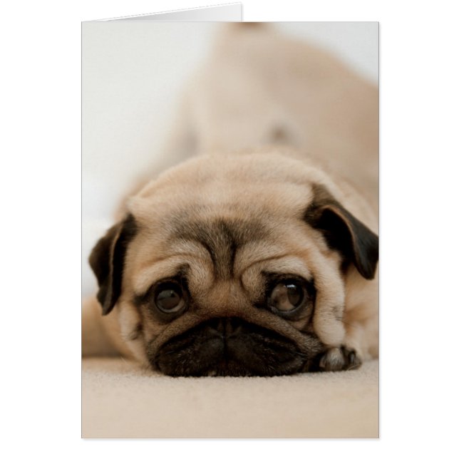 Tan Vrouw Pug (Voorkant)