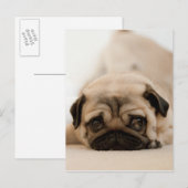 Tan Vrouw Pug Briefkaart (Voorkant / Achterkant)