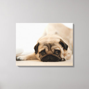 Tan Vrouw Pug Canvas Afdruk