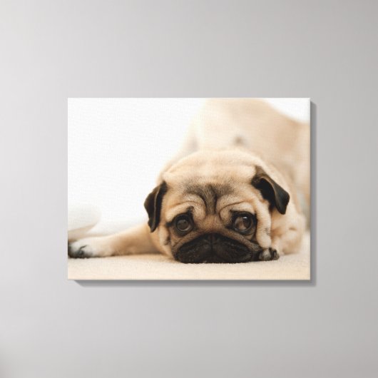 Tan Vrouw Pug Canvas Afdruk (Voorkant)
