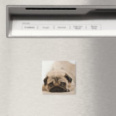 Tan Vrouw Pug Magneet (Insitu (Vaatwasser))