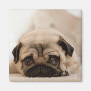 Tan Vrouw Pug Magneet