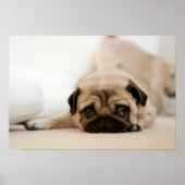 Tan Vrouw Pug Poster (Voorkant)