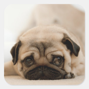 Tan Vrouw Pug Vierkante Sticker