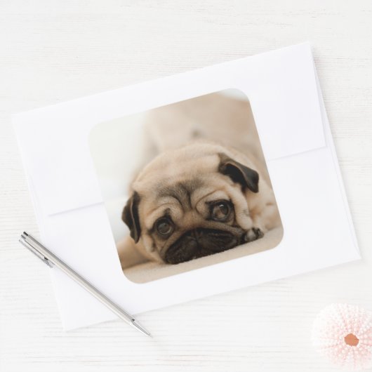 Tan Vrouw Pug Vierkante Sticker (Envelop)