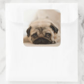 Tan Vrouw Pug Vierkante Sticker (Tas)