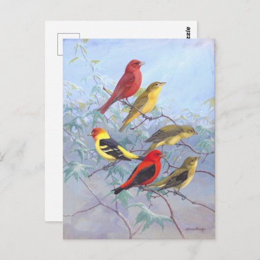 Tanager-Vintage Briefkaart (Voorkant / Achterkant)