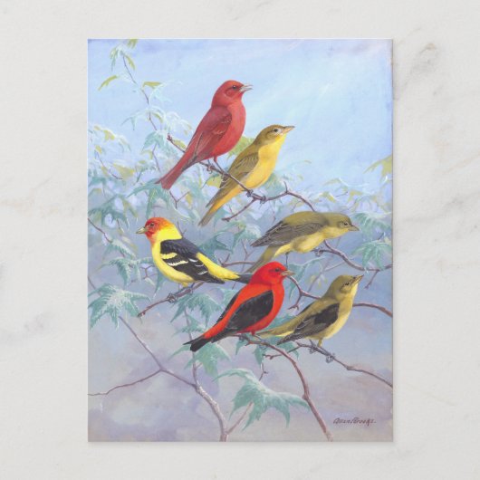 Tanager-Vintage Briefkaart (Voorkant)