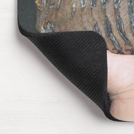 tand, mammtand muismat (Hoek)