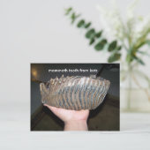 tand, mammtand uit kotz briefkaart (Staand voorkant)