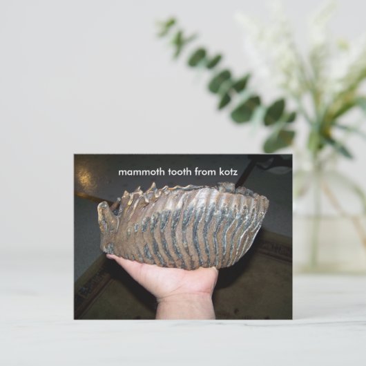 tand, mammtand uit kotz briefkaart (Staand voorkant)