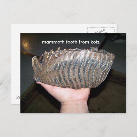 tand, mammtand uit kotz briefkaart (Voorkant / Achterkant)
