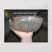 tand, mammtand uit kotz briefkaart (Voorkant)