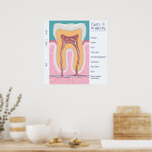 Tandanatomie illustratie poster (Keuken)