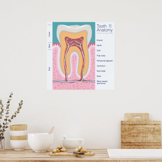 Tandanatomie illustratie poster (Keuken)