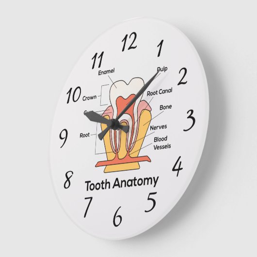 Tandanatomiegrafiek Grote Klok (Hoek)