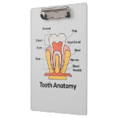 Tandanatomiegrafiek Klembord (Links)