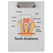 Tandanatomiegrafiek Klembord (Voorkant)