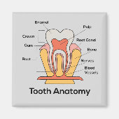 Tandanatomiegrafiek Magneet (Voorkant)