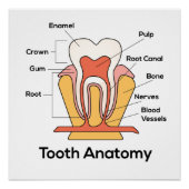 Tandanatomiegrafiek Perfect Poster (Voorkant)