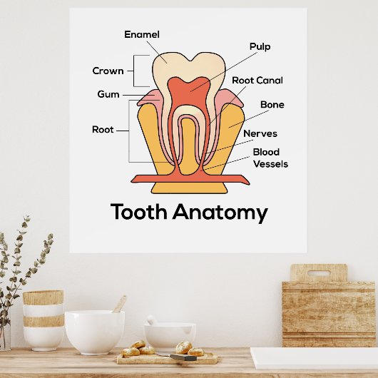 Tandanatomiegrafiek Poster (Keuken)