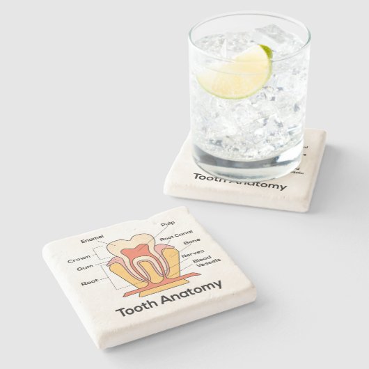Tandanatomiegrafiek Stenen Onderzetter (Zijkant)