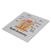 Tandanatomiegrafiek Tegeltje (Zijkant)