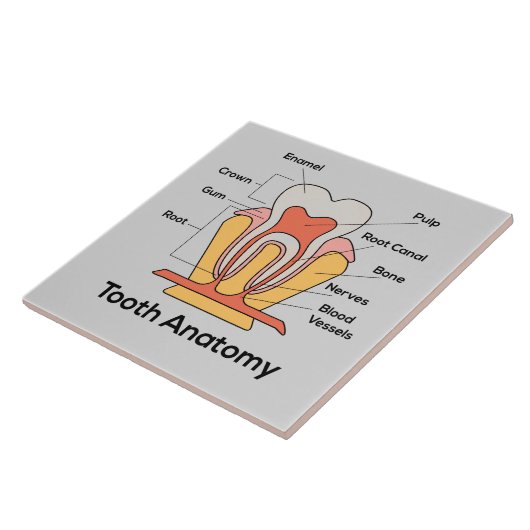 Tandanatomiegrafiek Tegeltje (Zijkant)