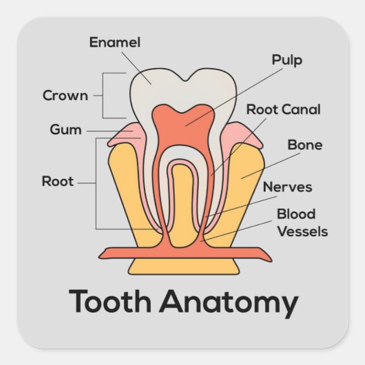 Tandanatomiegrafiek Vierkante Sticker (Voorkant)