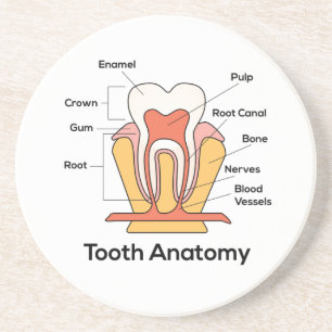 Tandanatomiegrafiek Zandsteen Onderzetter